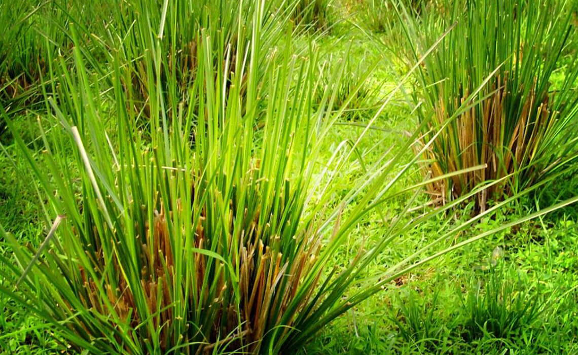 Vetiver (Khus) Best Home Remedy For Dull & Inflamed Skin Cocosoul